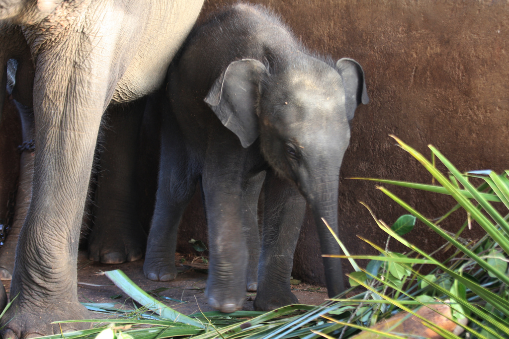Un ospite dell'orfanotrofio di elefanti di Pinnawala